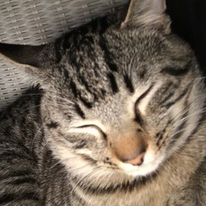 Meet your Posher, Maya